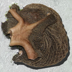 Pansen im St�ck, Preis anzeigen